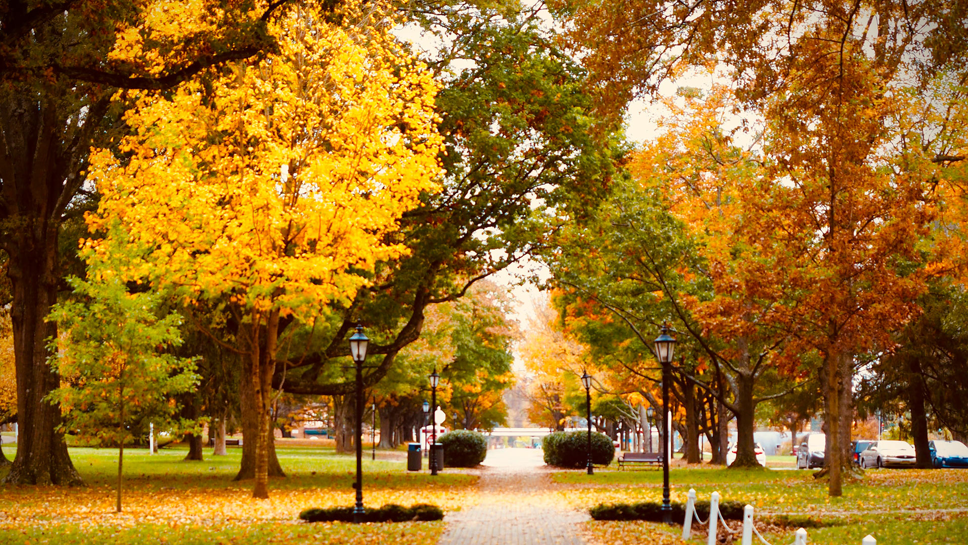 Trees filled with brown and yellow leaves line the main brick walkway through the Quad.