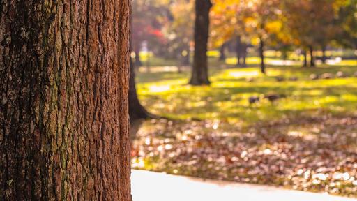 Photo of Guilford College Quad in the fall.