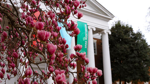 Pink blooms filled the trees in front of Guilford's Dana Auditorium.