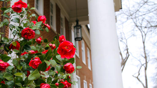 Red flowers bloom on a bush outside of Guilford's King Hall.