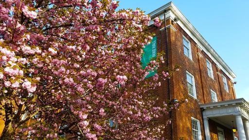 A tree blooms with pink flowers in the spring beside of Duke Hall.