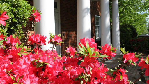 Red flowers cover blooming azalea bushes in front of King Hall.
