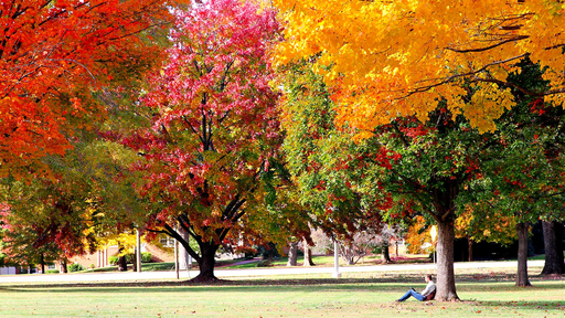 A student sits under a tree to read on the Quad.