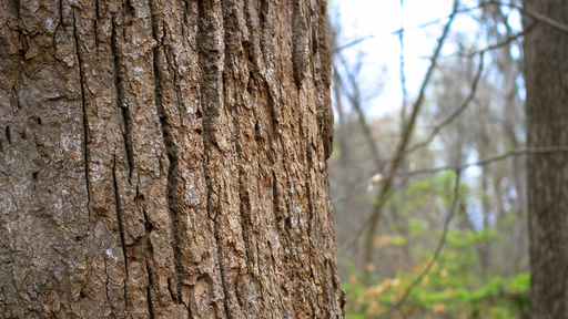 Detailed view of the trunk of the Underground Railroad tree in the Guilford Woods.