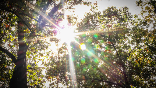 The sun shines through the leafy trees on campus.