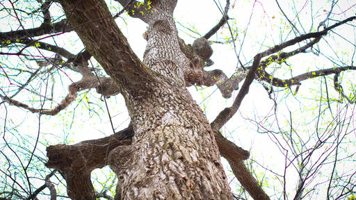 A view up through the top branches of the Guilford College Underground Railroad tree.