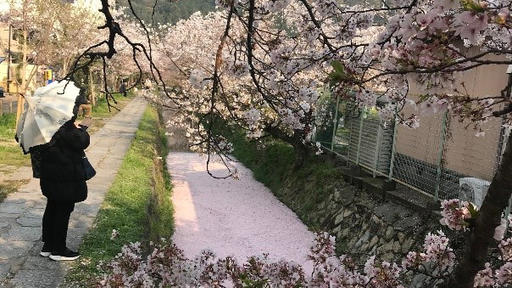 Photo of Chelsea Sosa '21 standing in Japan looking at cherry trees.