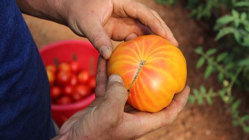 A volunteer holds a freshly picked yellow tomato on the Farm.