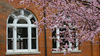 Pink blossoms fill the trees in early spring outside of Guilford's Hege Library.